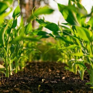 Weedicides / Herbicides