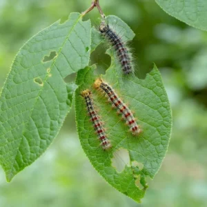 Insecticide