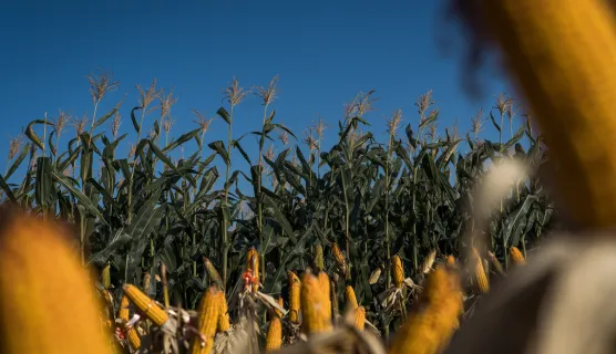 Medium res image-corns at MAP demostration farm (7)