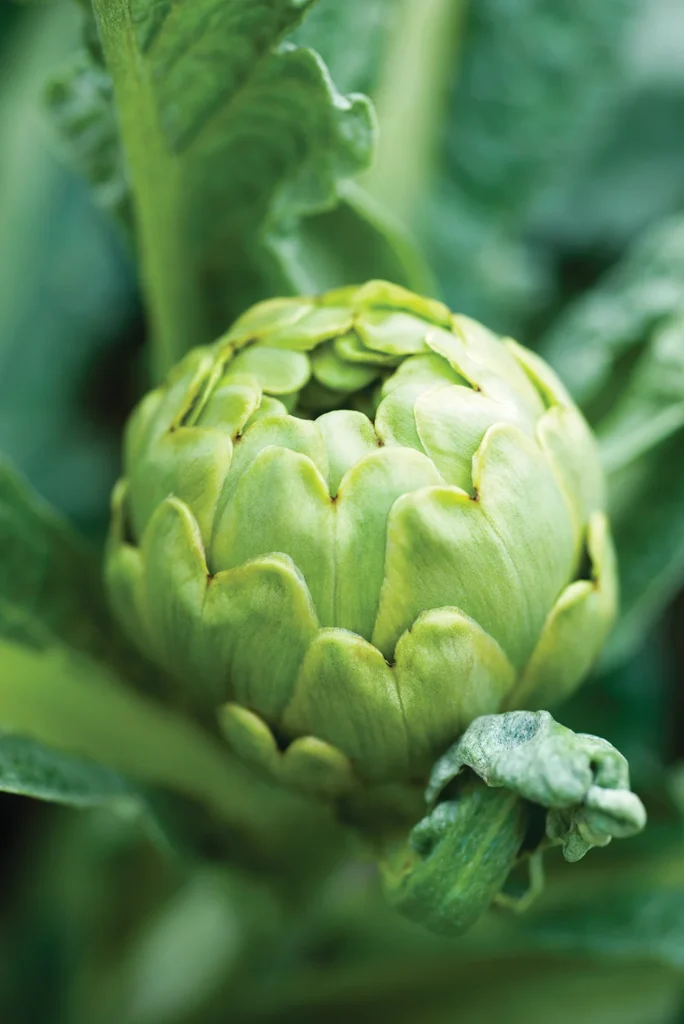 biocontrol_artichoke-1000x1498